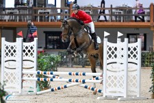 Senecio onder het zadel BWP HK 24